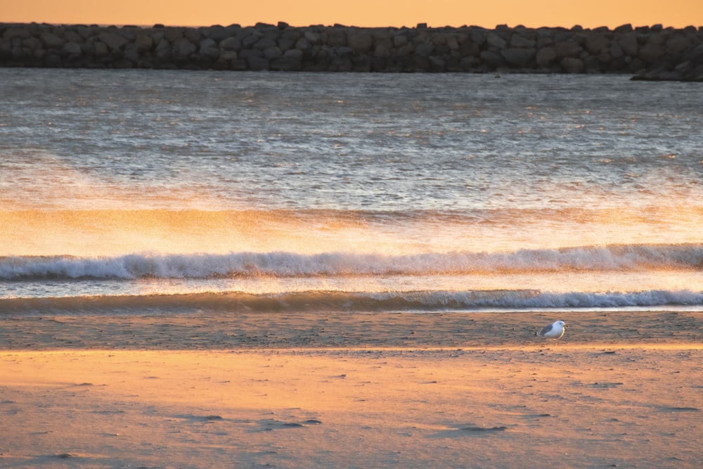 a bird standing on a beach next to the ocean