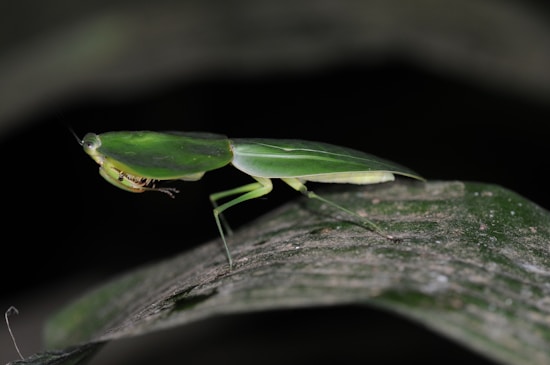 A green praying mantis perched on a leaf, captured in close-up profile against a dark background. The insect's intricate details, including its long slender legs and distinctive forelegs, are clearly visible.