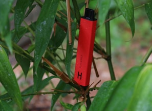 a red lighter sitting on top of a green plant