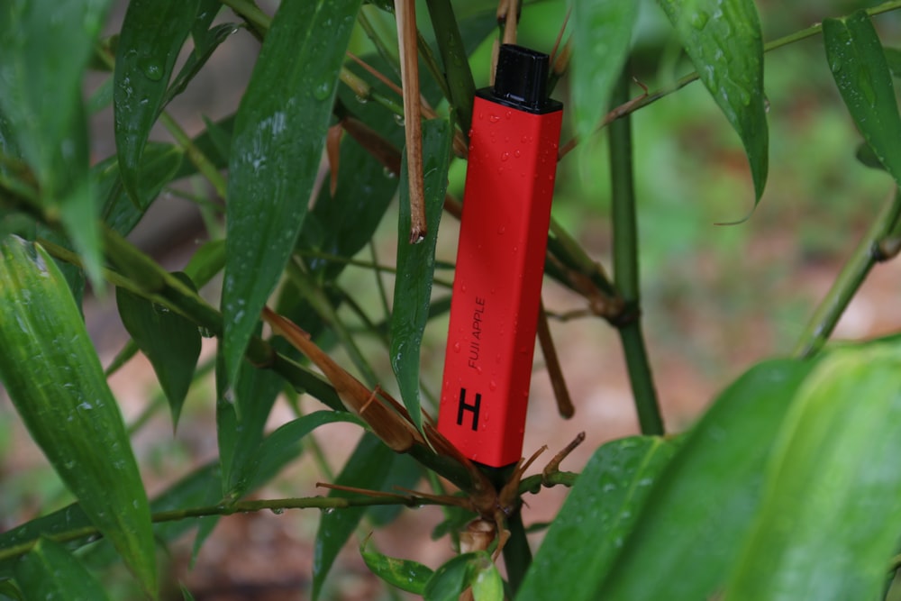 un encendedor rojo sentado encima de una planta verde