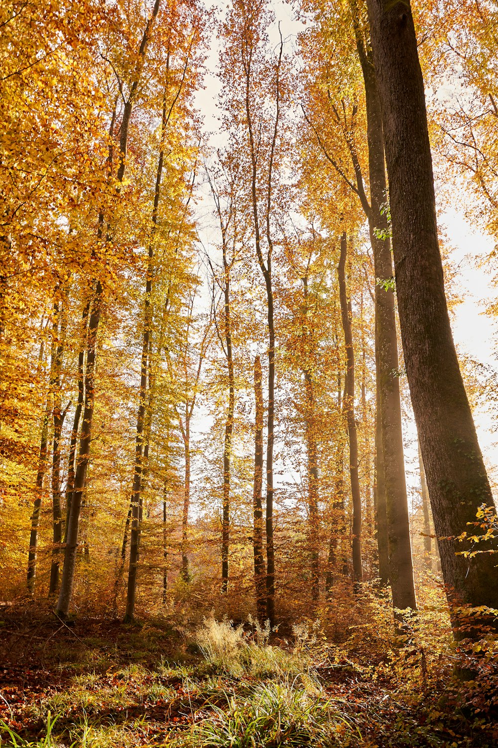 a forest filled with lots of tall trees