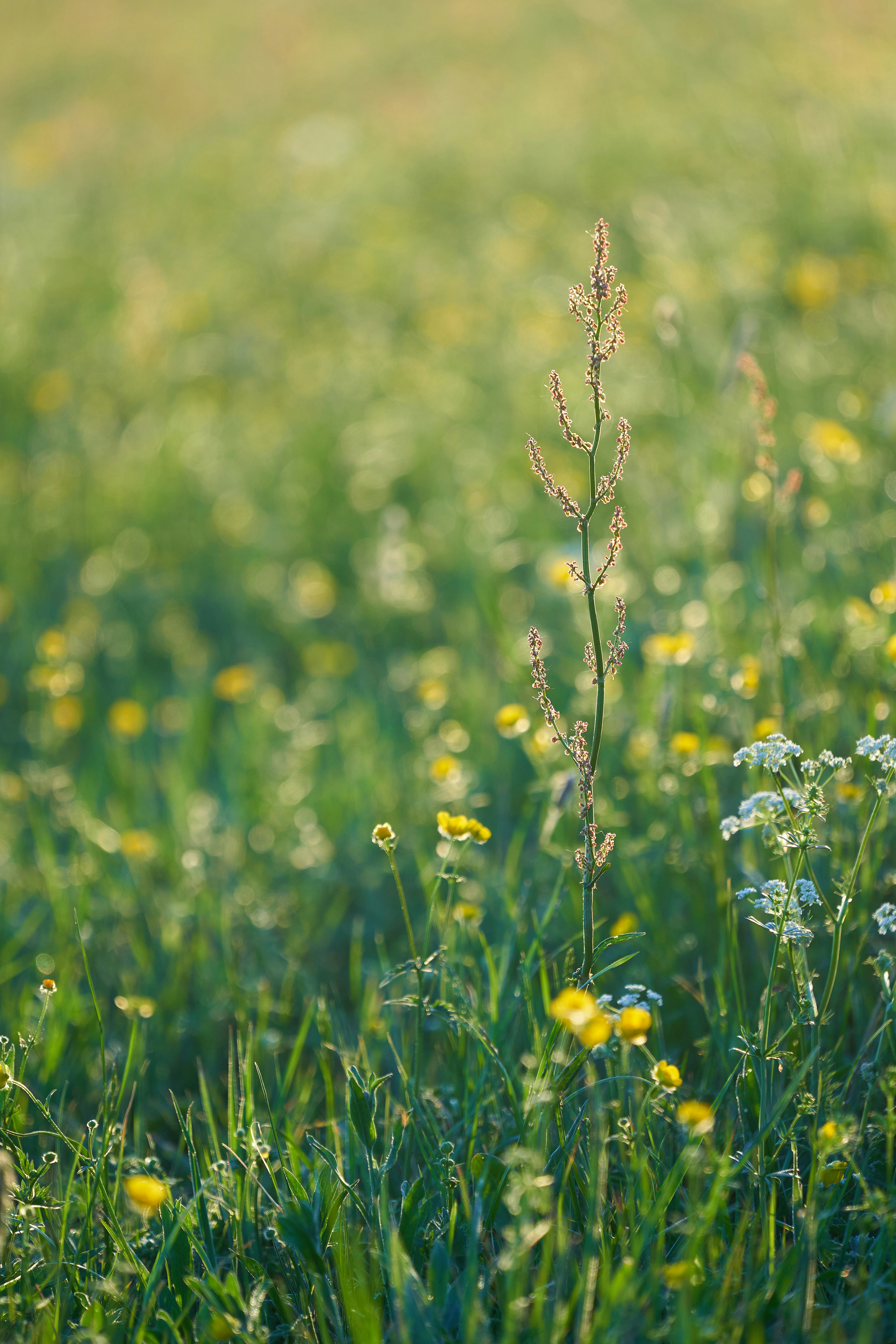 Photo by wolfgang_hasselmann