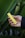 A close-up of a hand holding a cannabis vape pen against a blurred background.