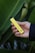 A hand is holding a yellow vape pen against a background of large green leaves. The pen has black accents and some text printed on it.