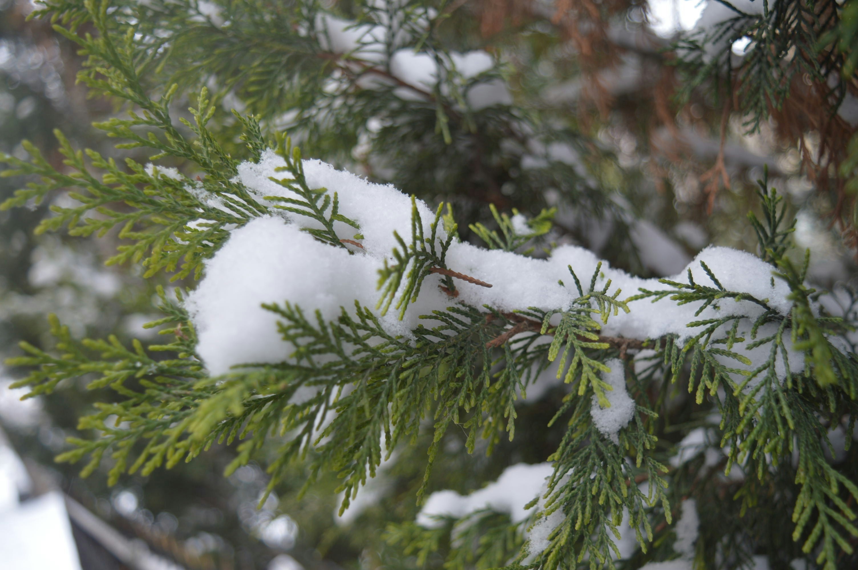 Photo by kurt_kobain