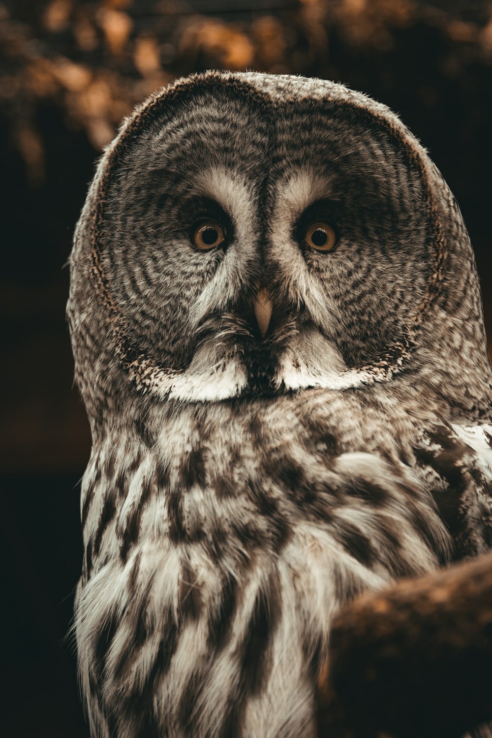 a close up of an owl with a blurry background