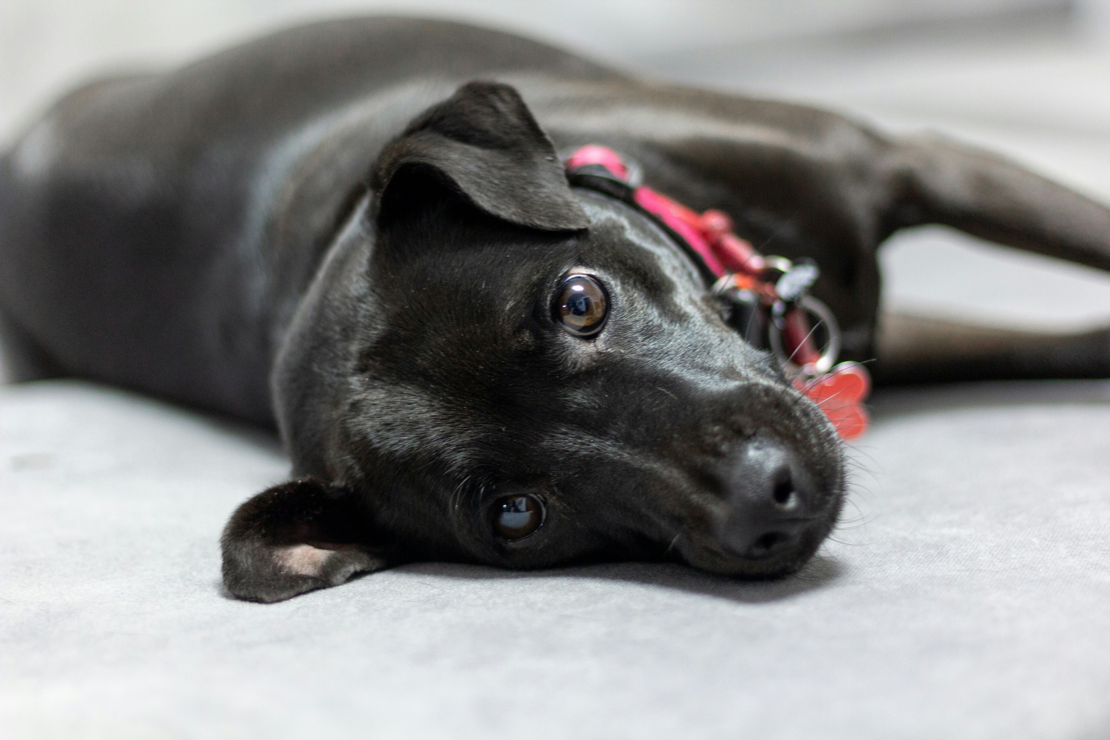 a close up of a dog laying on a couch