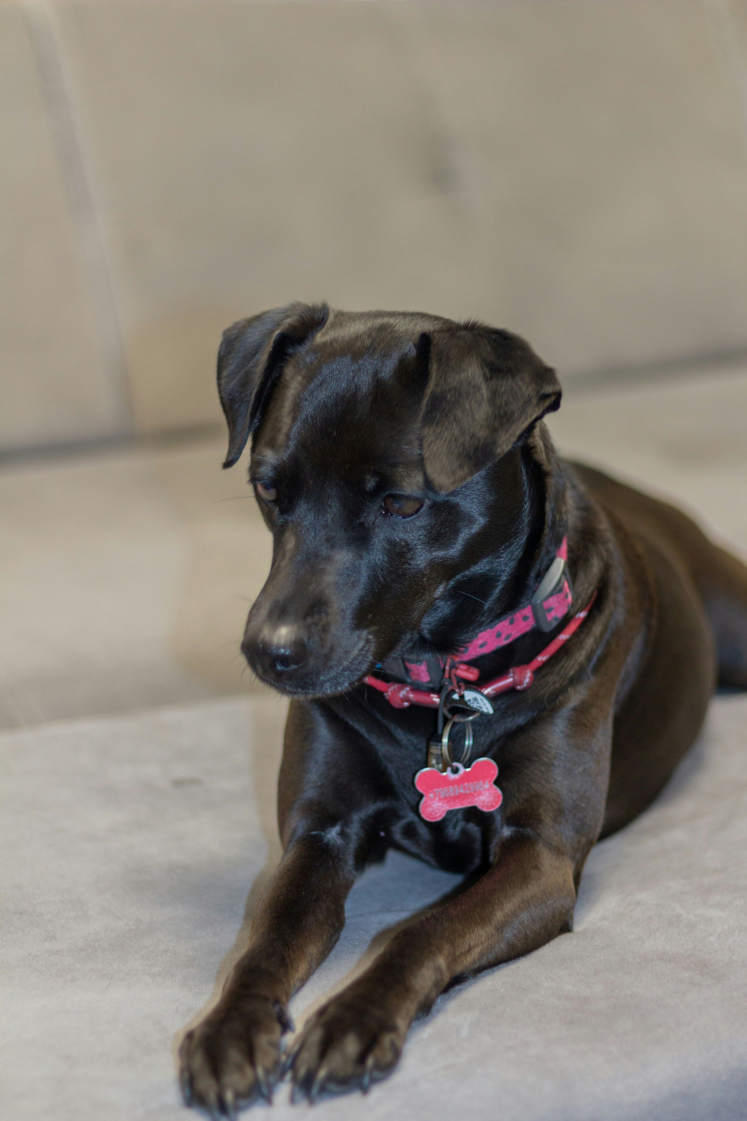 a black dog with a pink collar laying on a couch