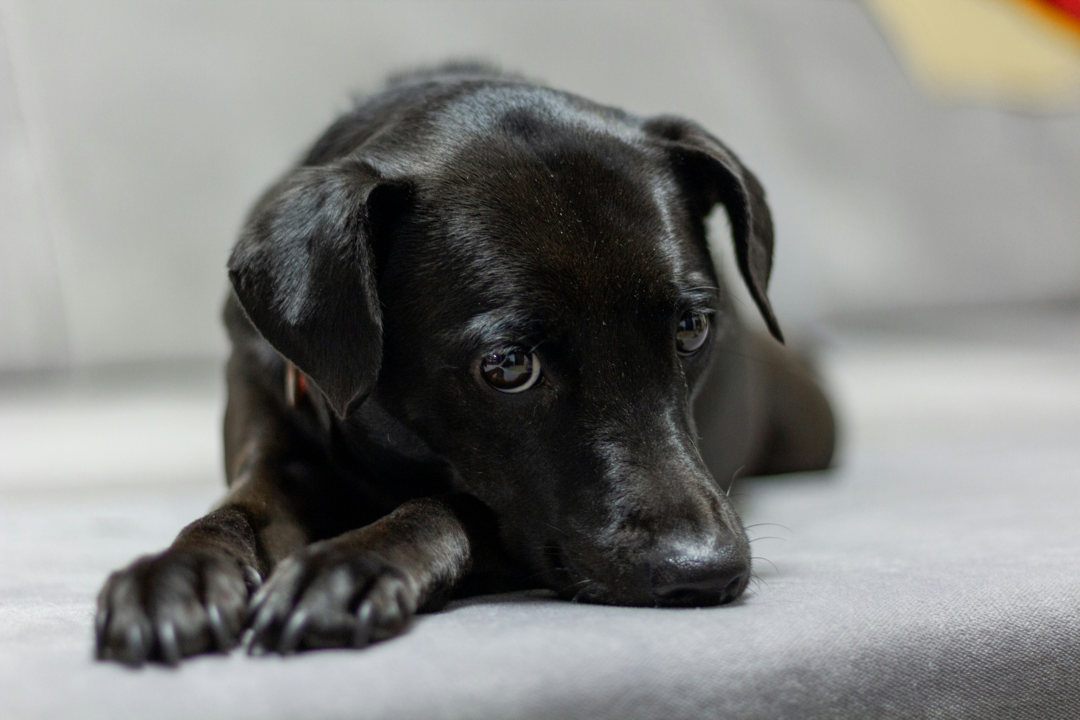 a close up of a dog laying on a couch