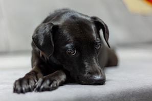 a close up of a dog laying on a couch