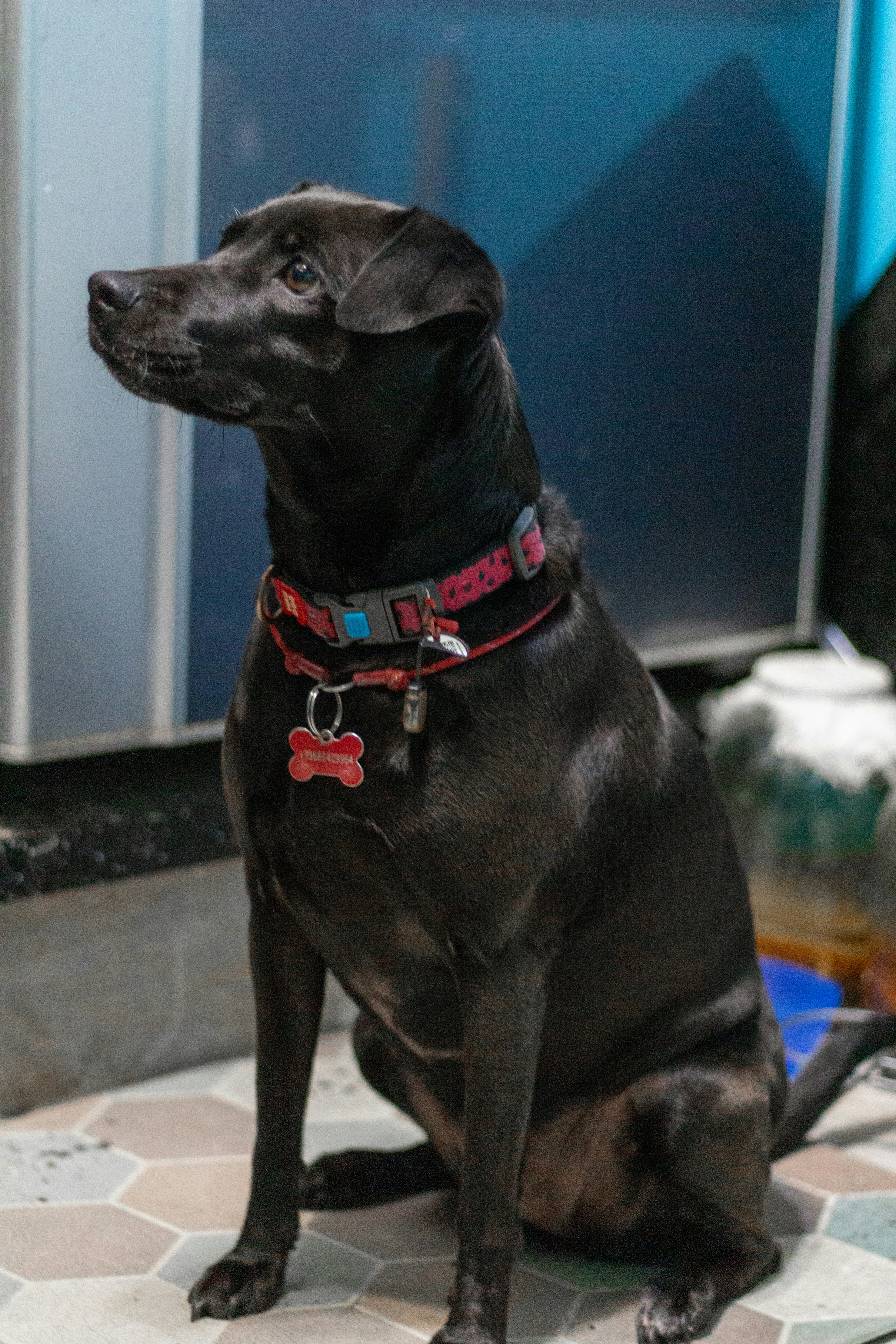 a black dog sitting on a tiled floor