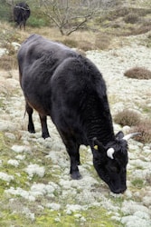 a black cow grazing in a field of grass