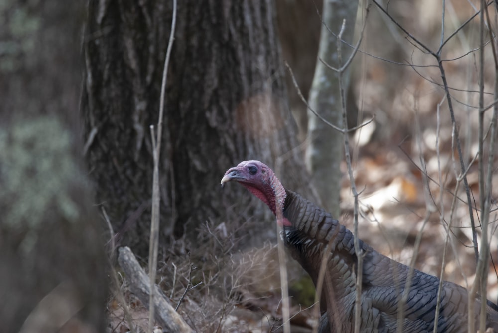 a turkey standing in the woods near a tree