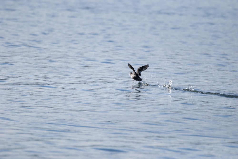 a bird flying over a body of water