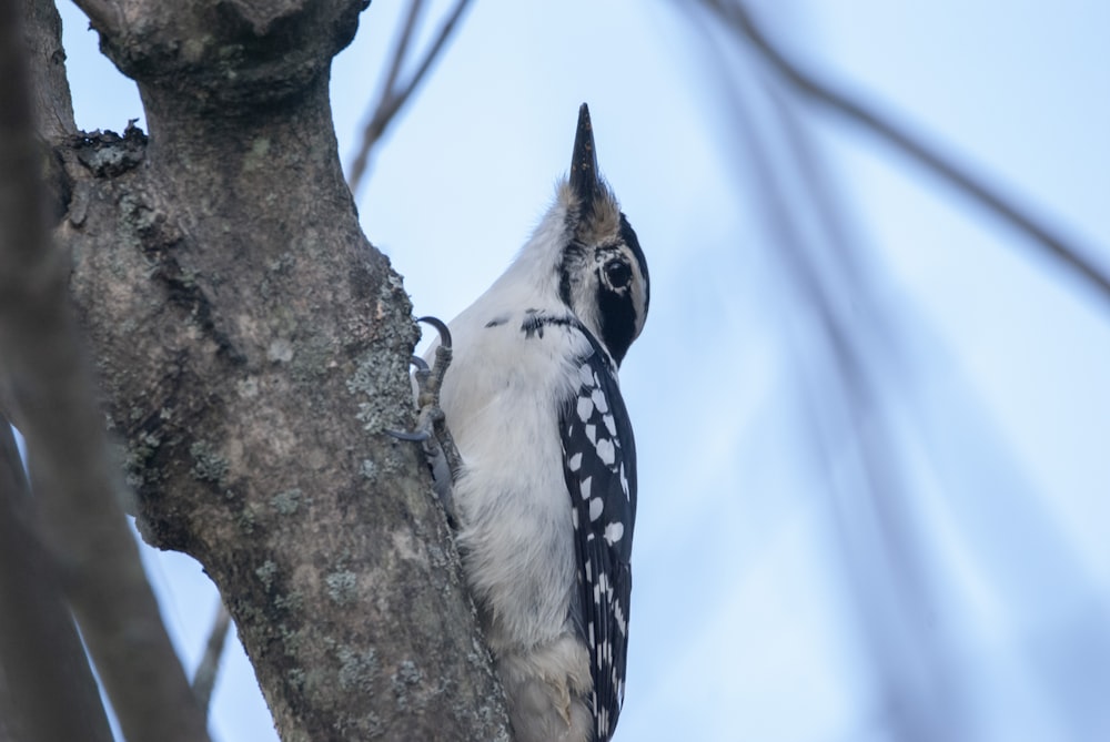 a bird is perched on a tree branch