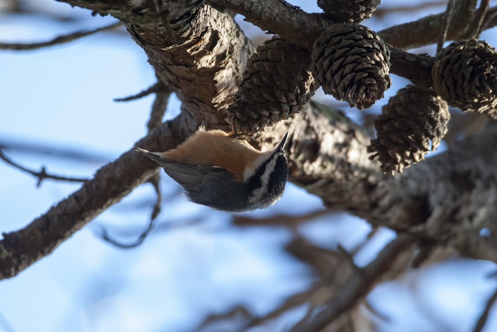 a bird is perched on a branch of a tree