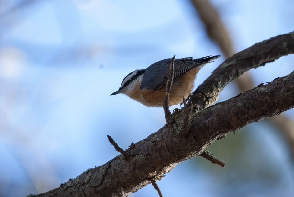 a small bird perched on a tree branch