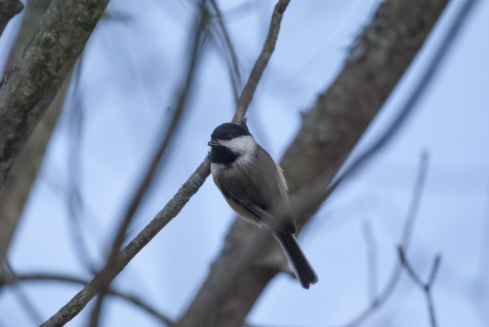 a small bird perched on a tree branch