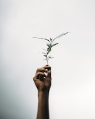 a person holding a plant in their hand