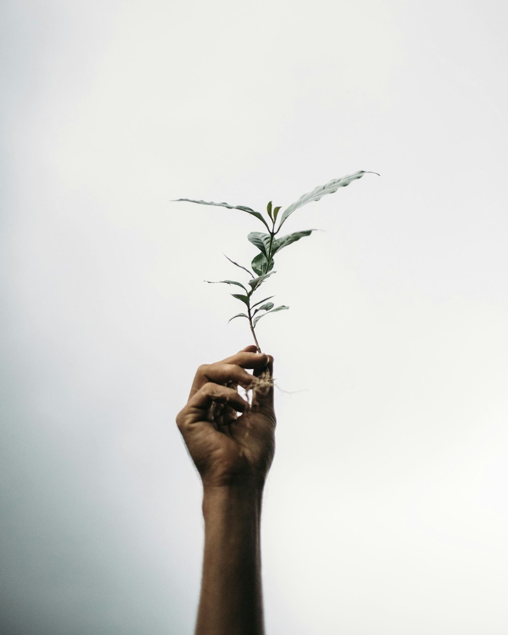 a person holding a plant in their hand