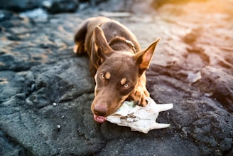 a dog with a bone in its mouth