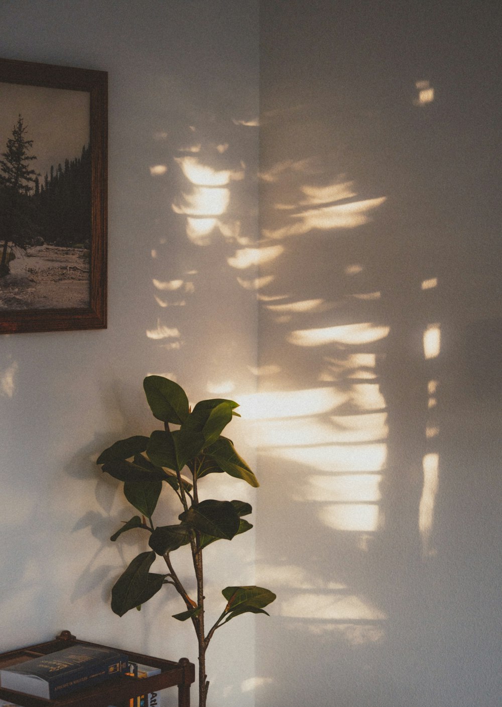 a potted plant sitting next to a wall with a shadow cast on it