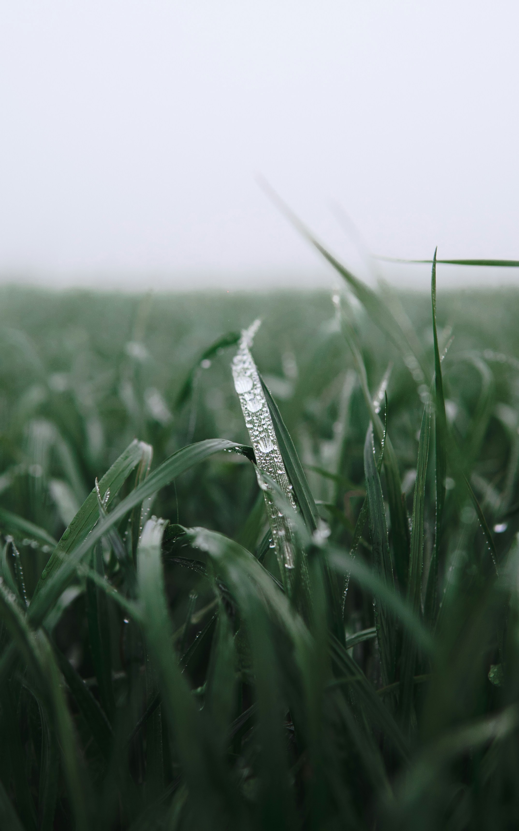 a close up of a grass field with water droplets on it