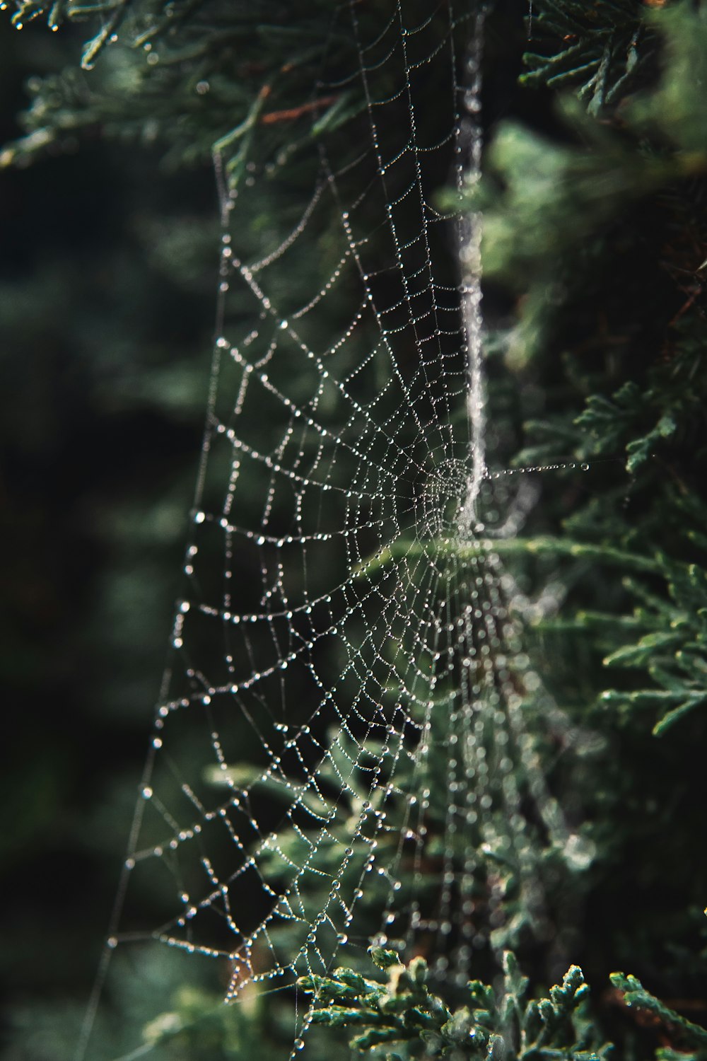 a close up of a spider web on a tree