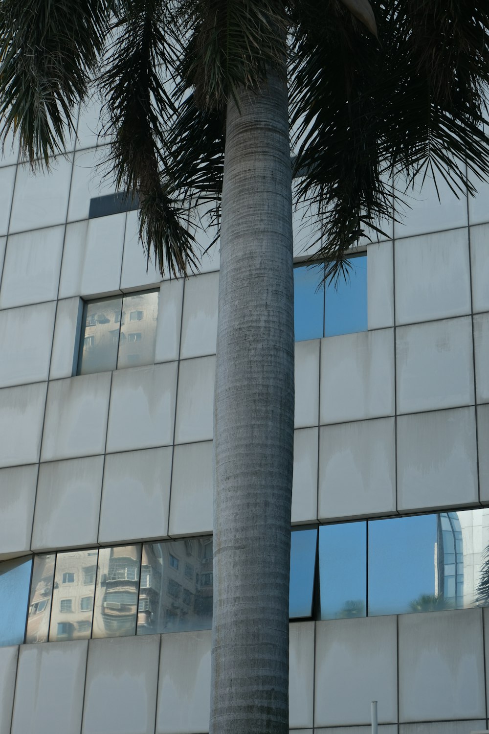 a tall palm tree sitting next to a tall building