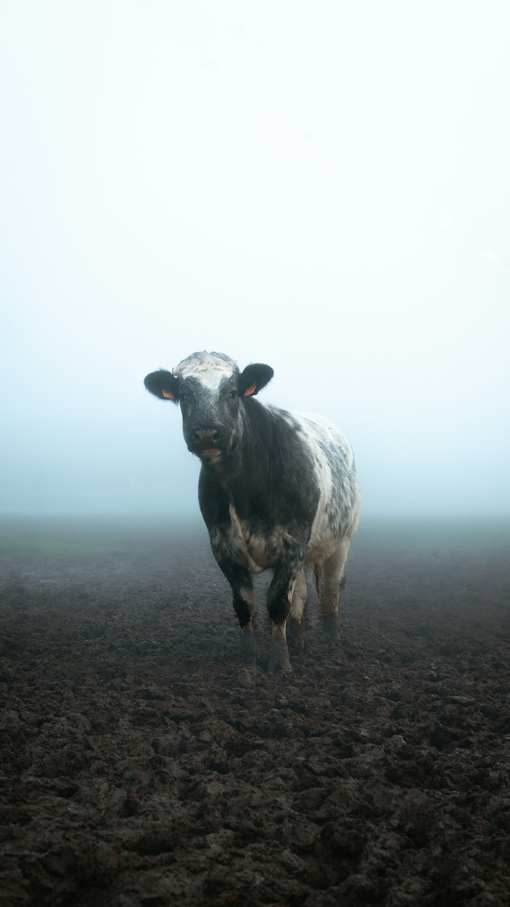 a black and white cow standing in a field