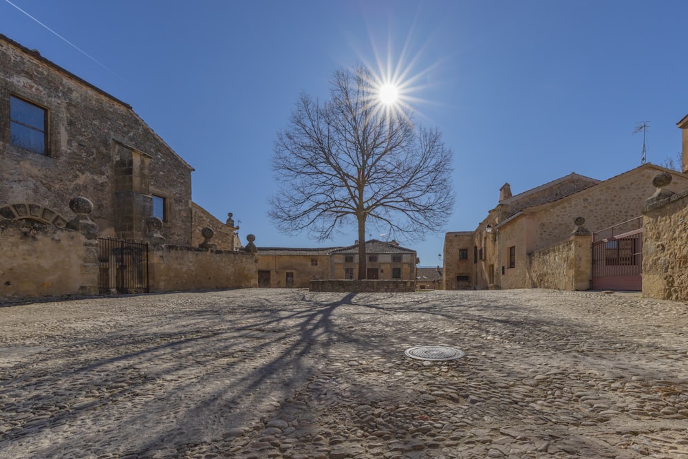 a tree casts a shadow on a cobblestone street