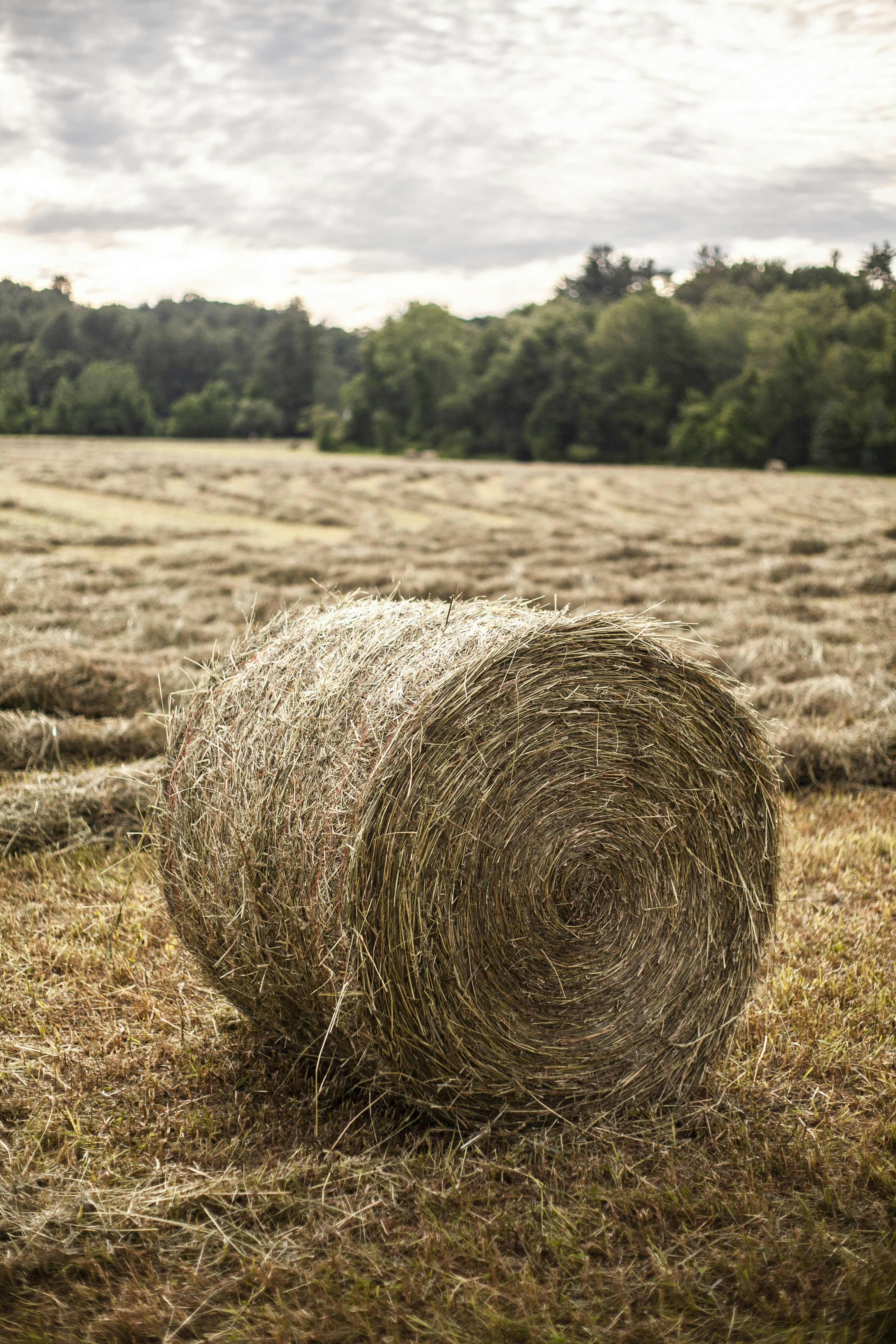 une balle de foin dans un champ avec des arbres en arrière-plan