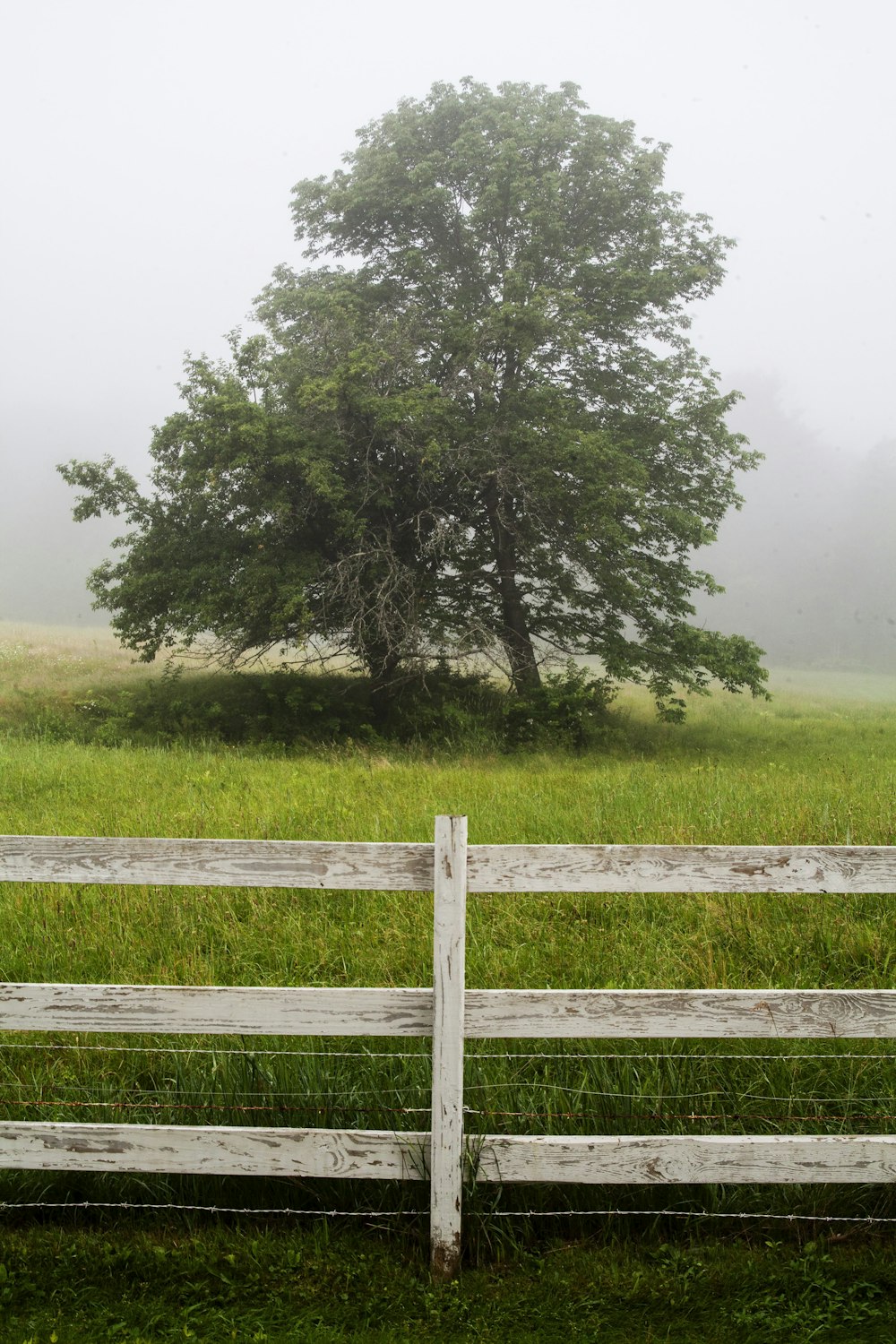 a wooden fence in front of a tree on a foggy day