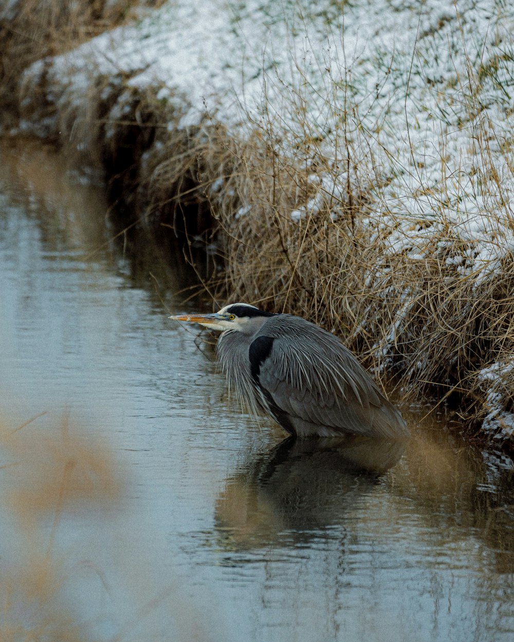 a bird is standing in the water next to the grass