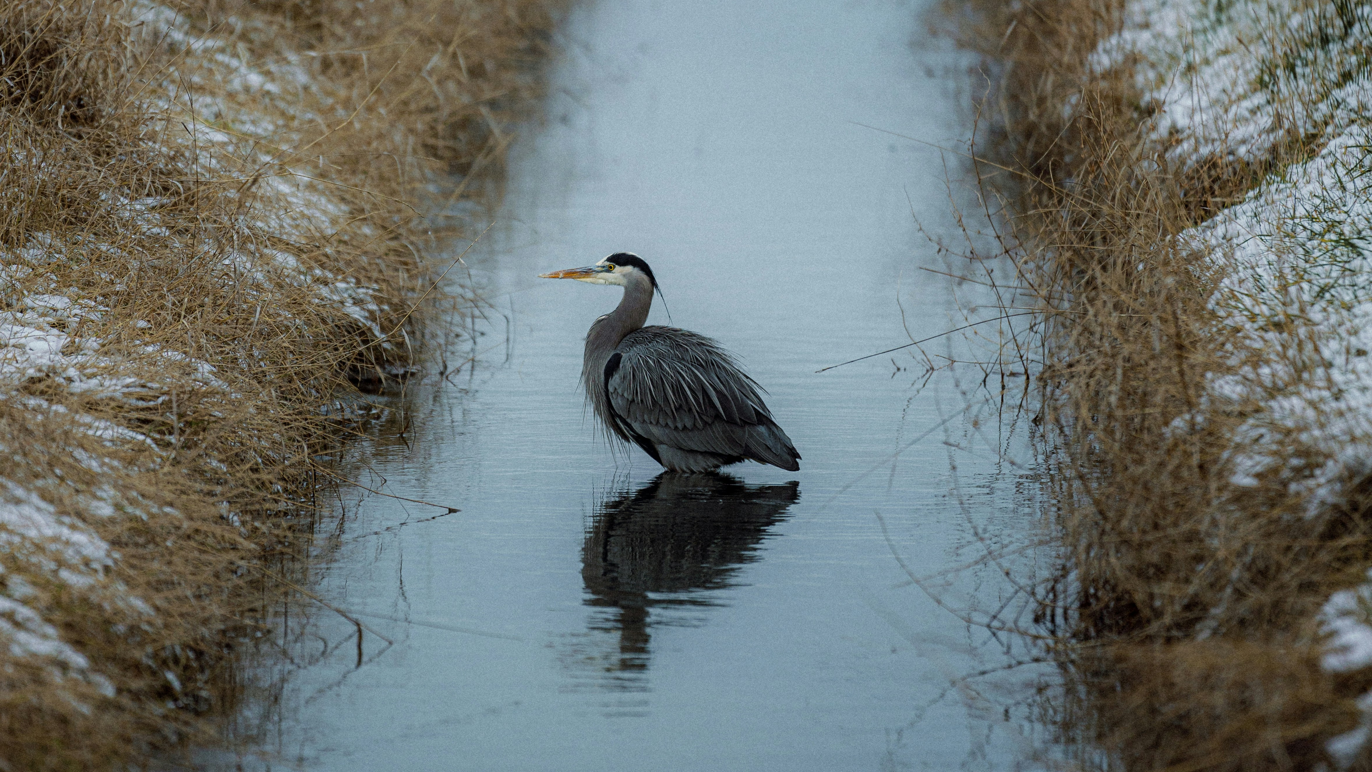a bird is standing in the water near some tall grass