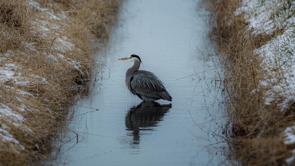 Un pájaro está parado en el agua cerca de una hierba alta
