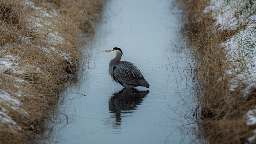 a bird is standing in the water near some tall grass