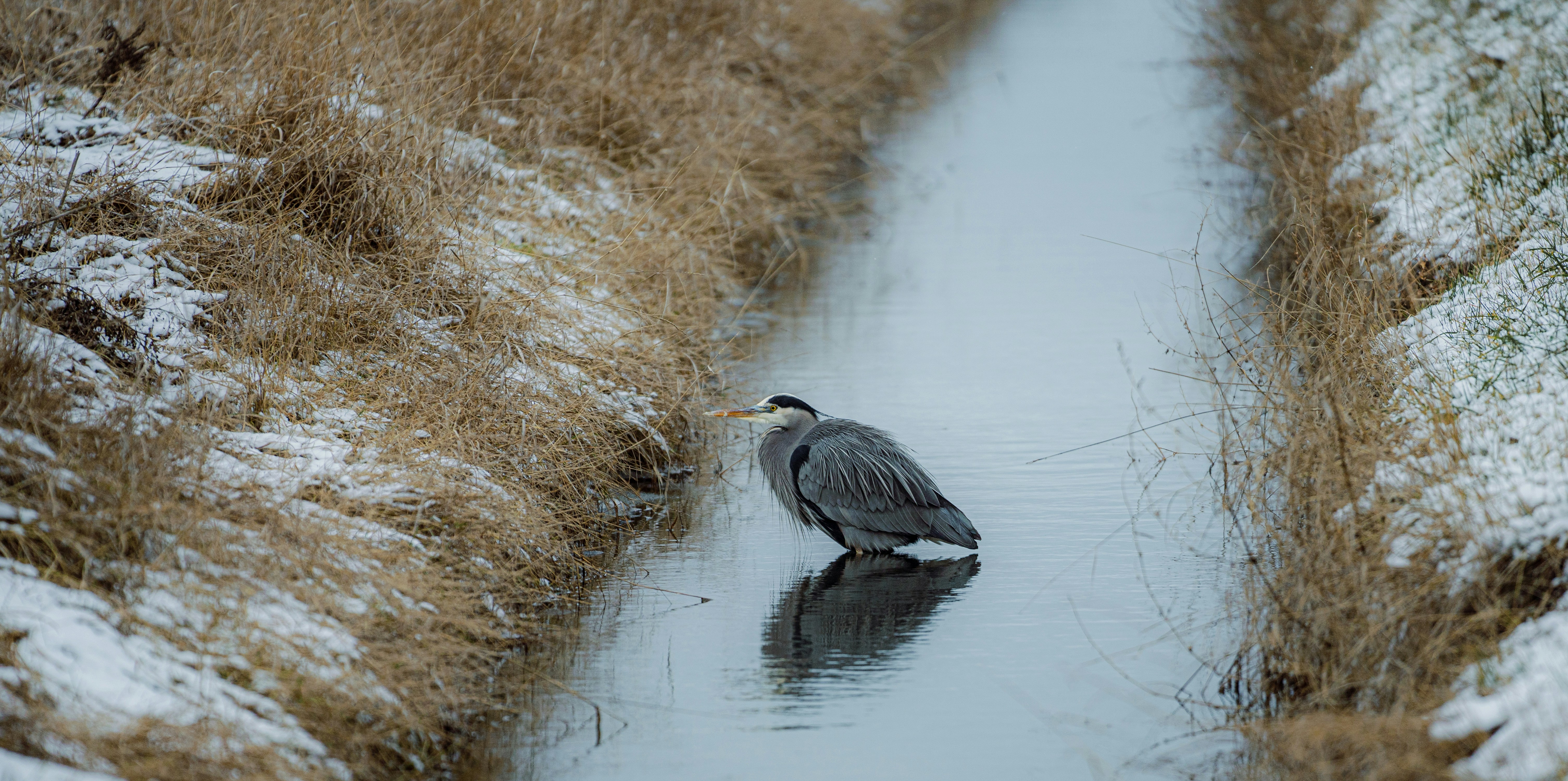 a bird is standing in the water in the snow