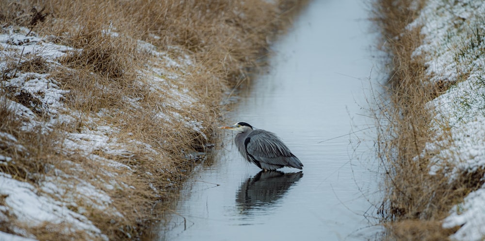 a bird is standing in the water in the snow