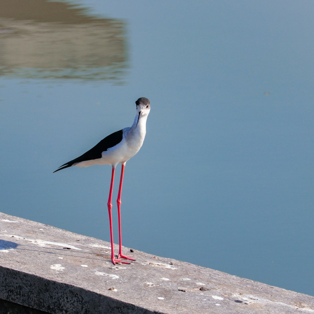 a black and white bird standing on a ledge next to a body of water