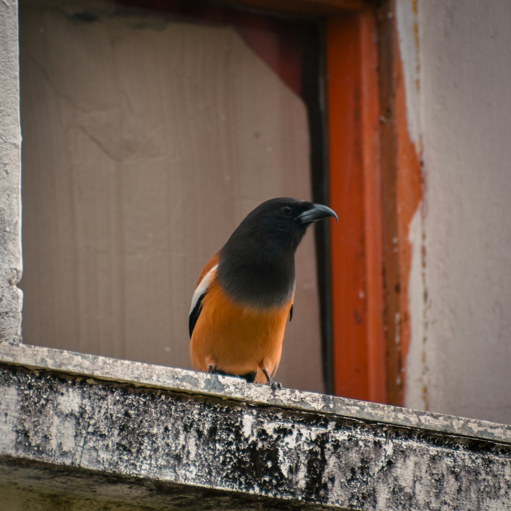 a small bird perched on a window sill