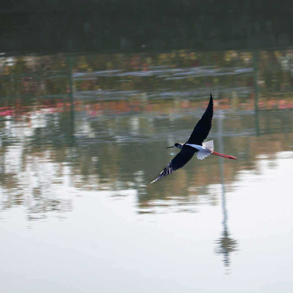 a bird flying over a body of water