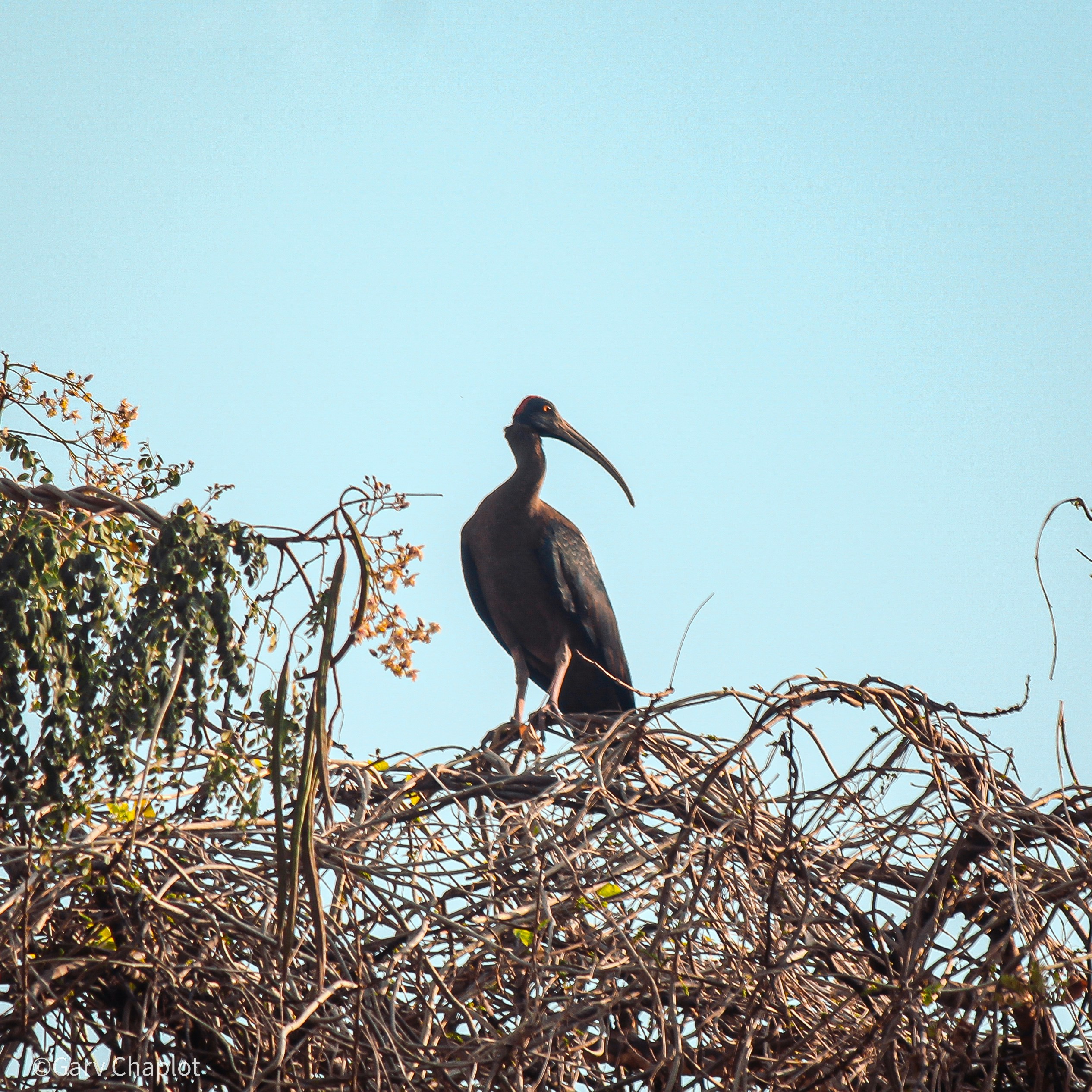 A dark-feathered wading bird perches atop a nest-like tangle of branches against a clear blue sky.