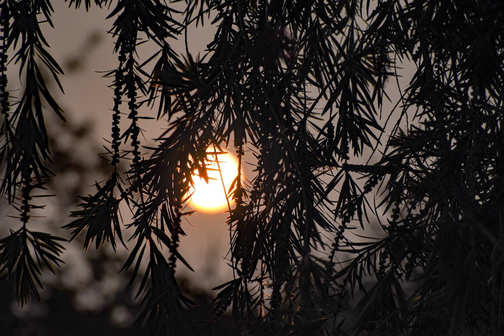 the sun peeking through the branches of a pine tree