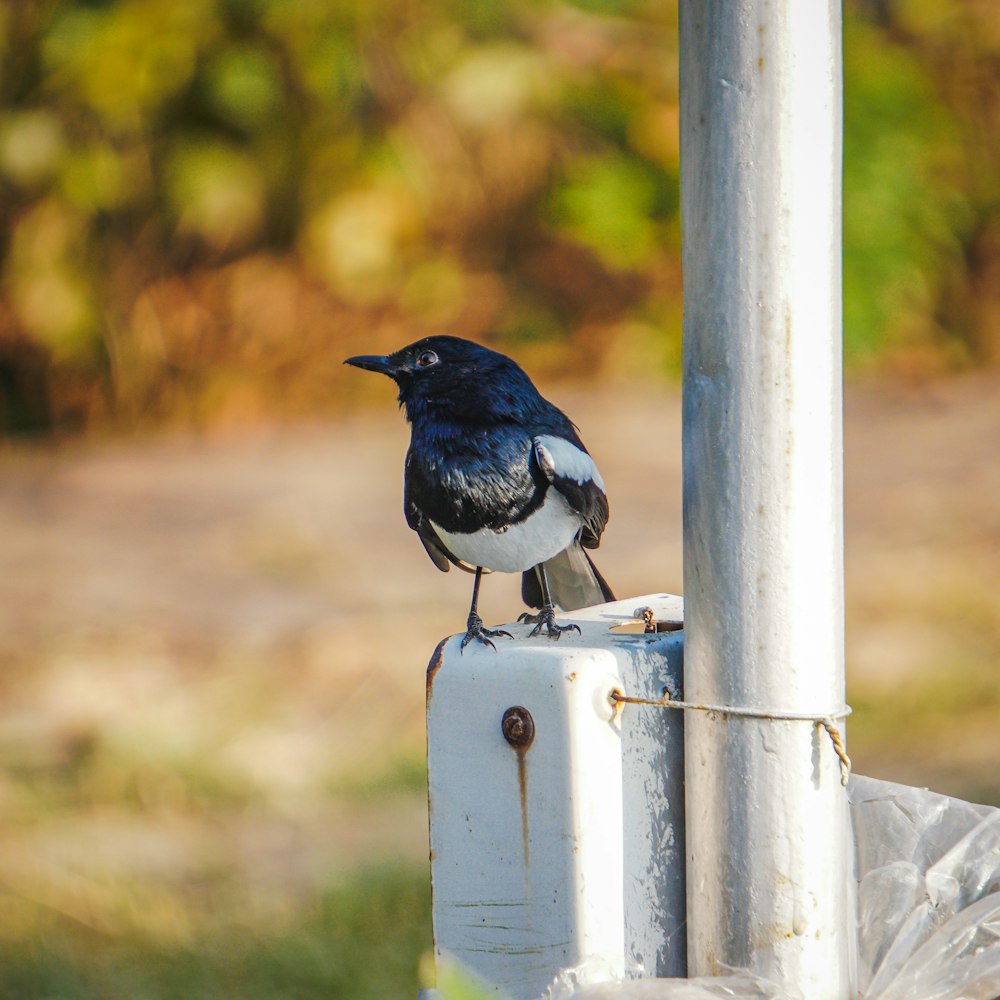 a black and white bird sitting on top of a white pole