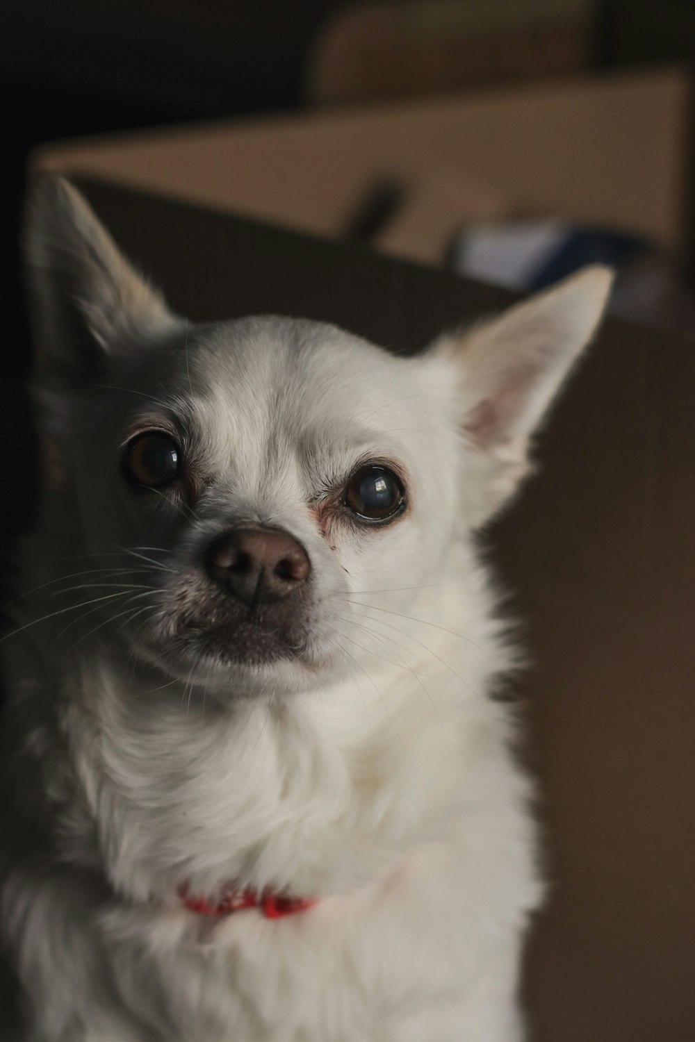 a small white dog with a red collar