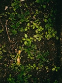 Dark soil is covered with small, vibrant green seedlings and sprouts, scattered across the surface. Tiny twigs and pieces of organic matter are interspersed throughout the area, providing a natural, earthy texture.