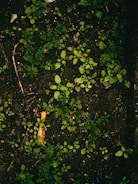 Dark soil is covered with small, vibrant green seedlings and sprouts, scattered across the surface. Tiny twigs and pieces of organic matter are interspersed throughout the area, providing a natural, earthy texture.