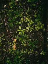 Dark soil is covered with small, vibrant green seedlings and sprouts, scattered across the surface. Tiny twigs and pieces of organic matter are interspersed throughout the area, providing a natural, earthy texture.