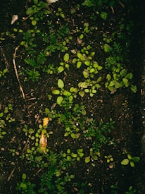Dark soil is covered with small, vibrant green seedlings and sprouts, scattered across the surface. Tiny twigs and pieces of organic matter are interspersed throughout the area, providing a natural, earthy texture.